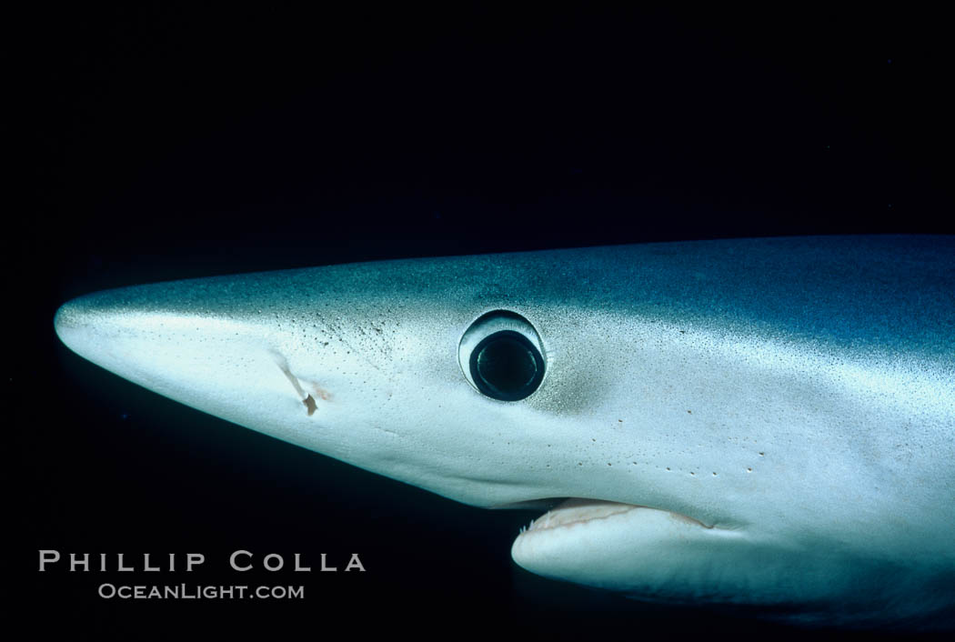 Blue shark, eye and small portion of nictitating membrane, open ocean. San Diego, California, USA, Prionace glauca, natural history stock photograph, photo id 03304