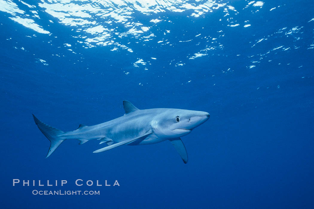Blue shark, Baja California. Mexico, Prionace glauca, natural history stock photograph, photo id 04844