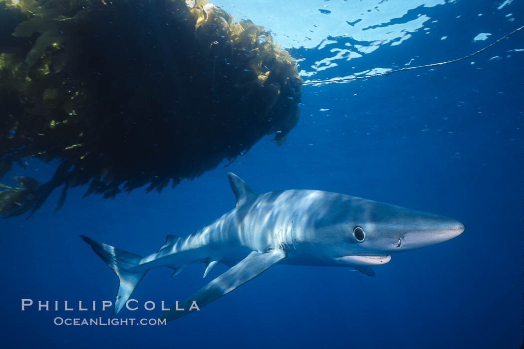 Blue shark, open ocean. San Diego, California, USA, Prionace glauca, natural history stock photograph, photo id 02291