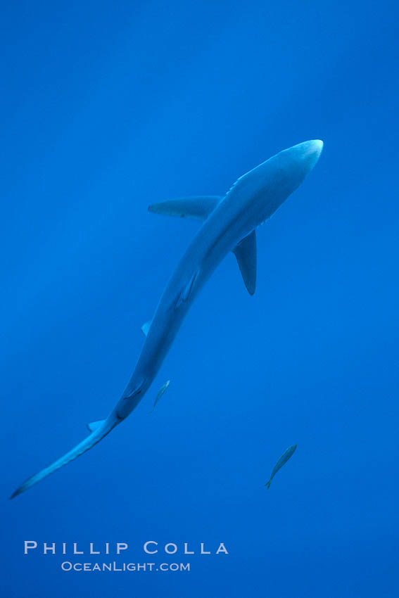 Blue shark, open ocean. San Diego, California, USA, Prionace glauca, natural history stock photograph, photo id 03303