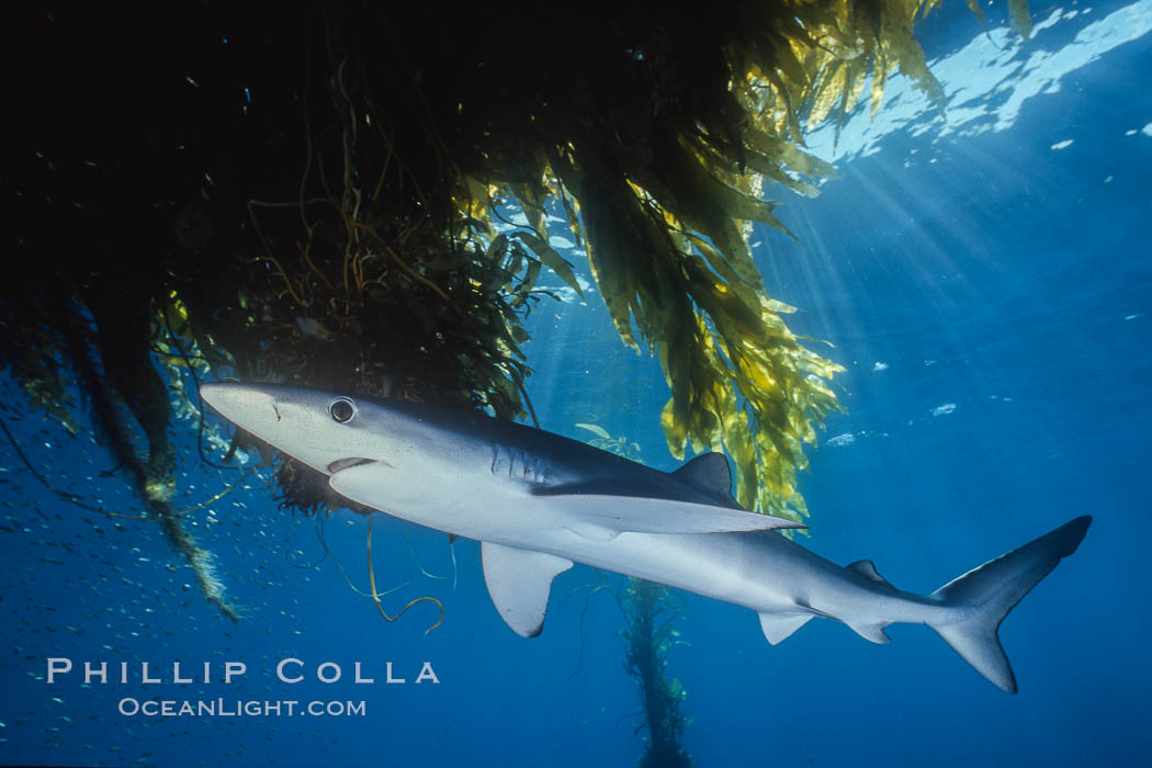 Blue shark and offshore drift kelp paddy, open ocean. San Diego, California, USA, Macrocystis pyrifera, Prionace glauca, natural history stock photograph, photo id 01153