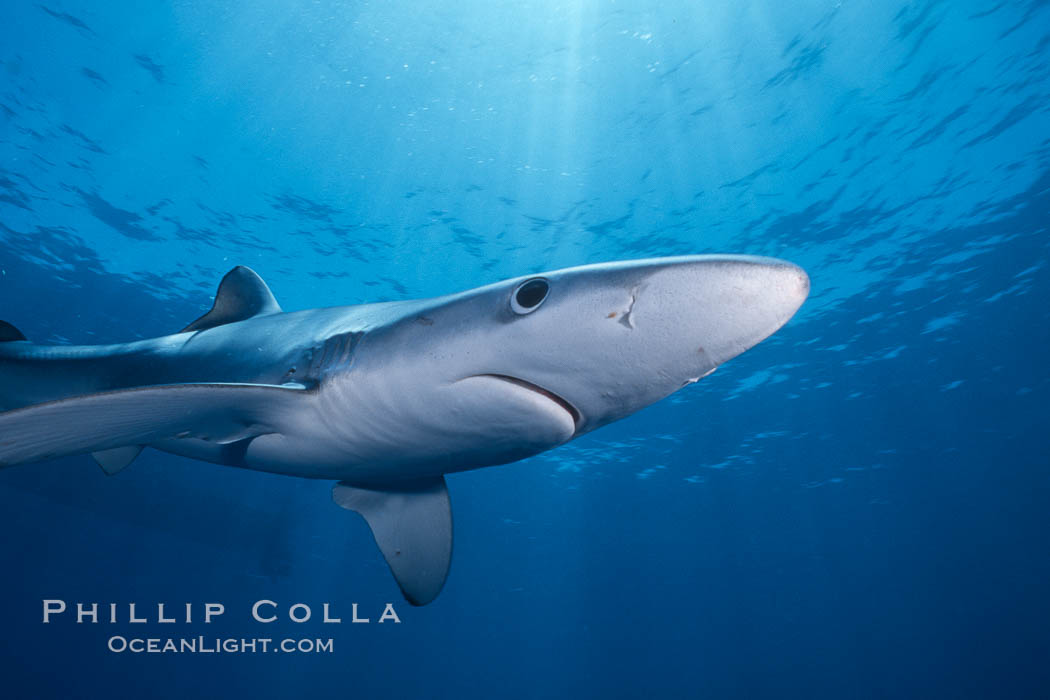 Blue shark, Baja California. Mexico, Prionace glauca, natural history stock photograph, photo id 04850