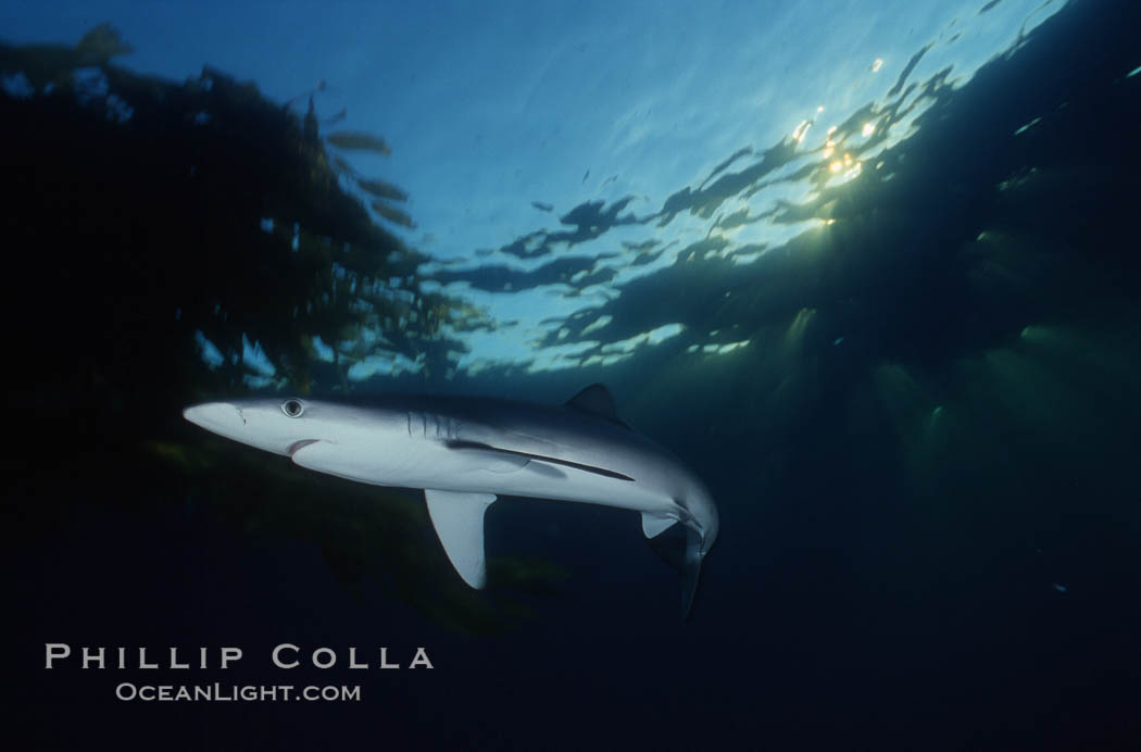 Blue shark, Baja California., Prionace glauca, natural history stock photograph, photo id 04858