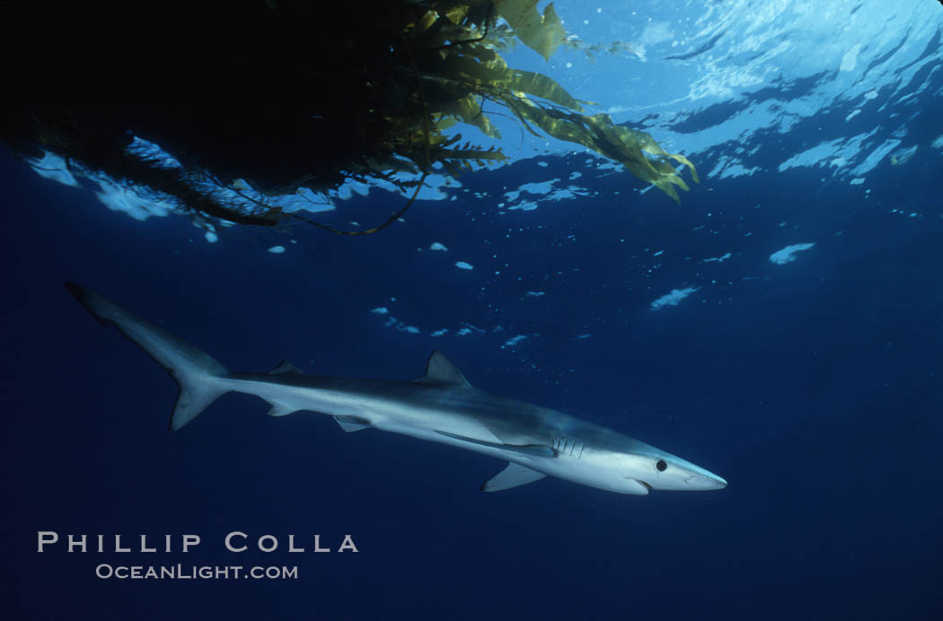 Blue shark, Baja California., Prionace glauca, natural history stock photograph, photo id 04866