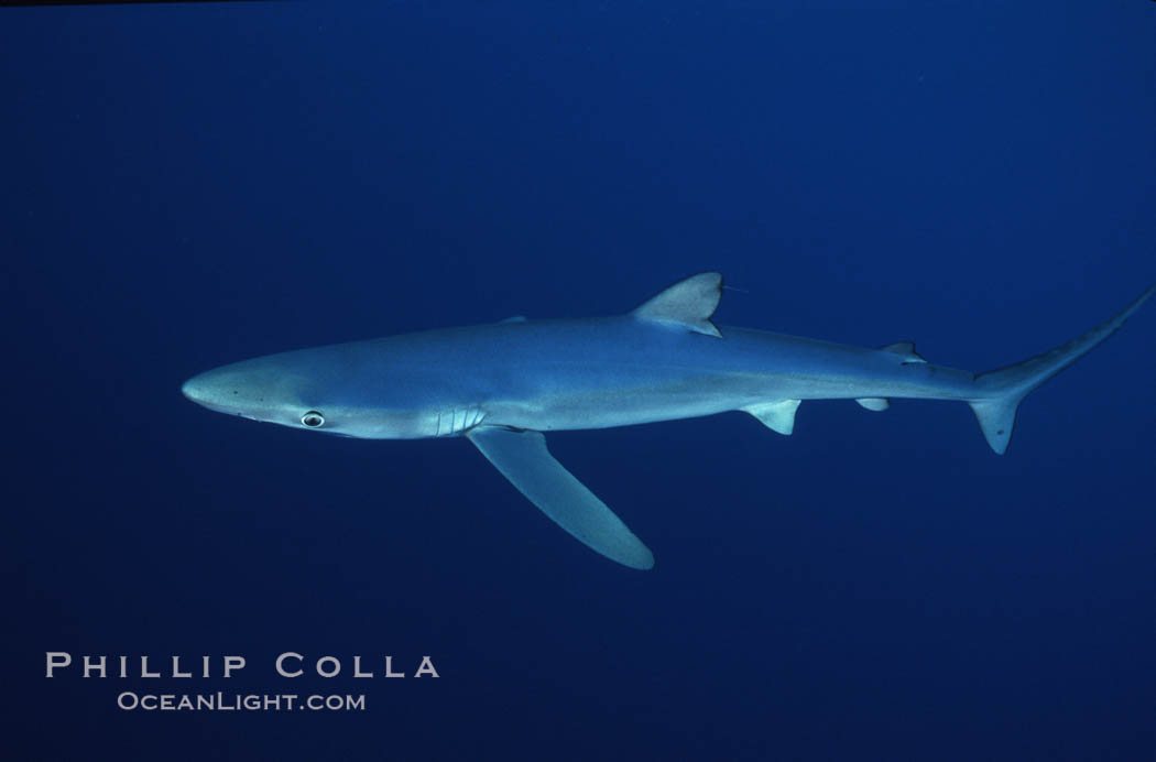 Blue shark, Baja California., Prionace glauca, natural history stock photograph, photo id 04878