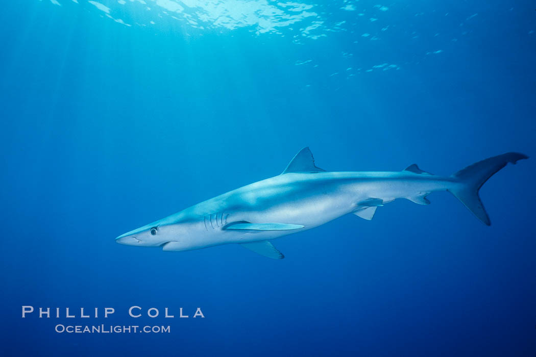 Blue shark, Baja California. Mexico, Prionace glauca, natural history stock photograph, photo id 04852