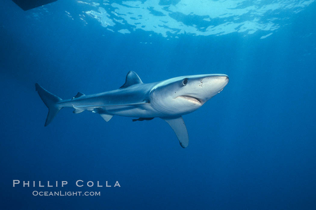 Blue shark, Baja California. Mexico, Prionace glauca, natural history stock photograph, photo id 04856