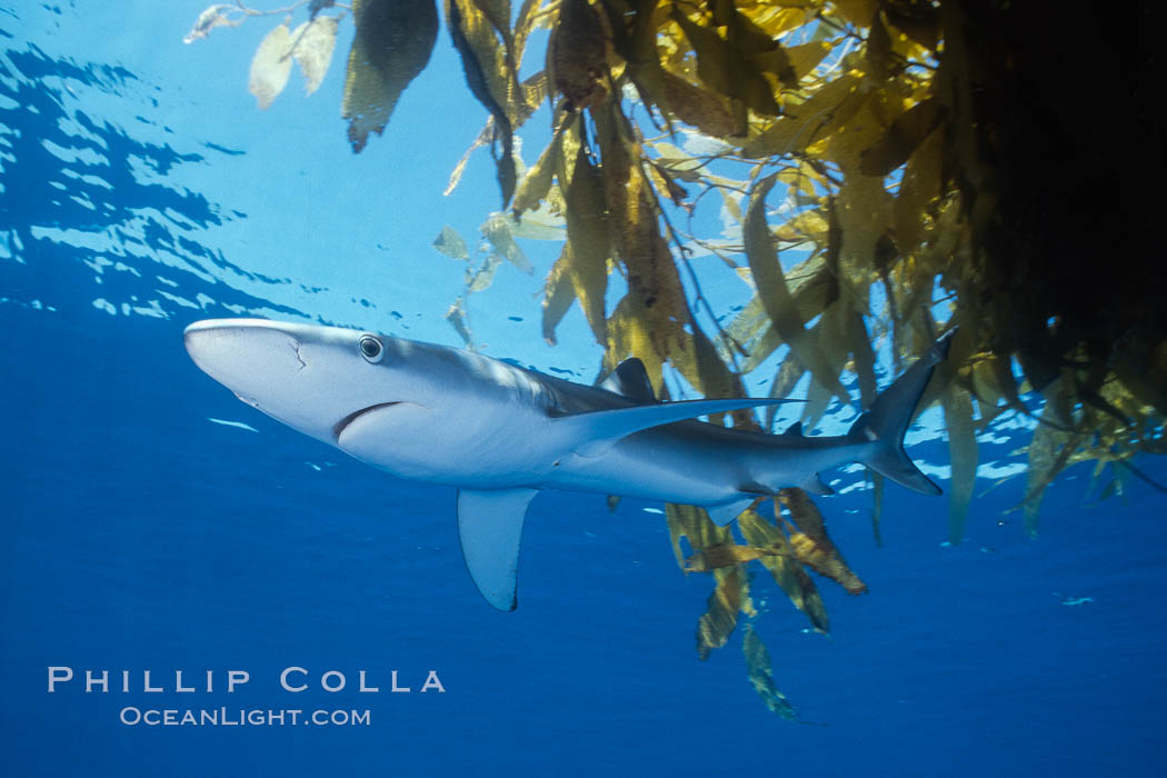 Blue shark and offshore drift kelp paddy, open ocean. Baja California, Mexico, Prionace glauca, natural history stock photograph, photo id 04864