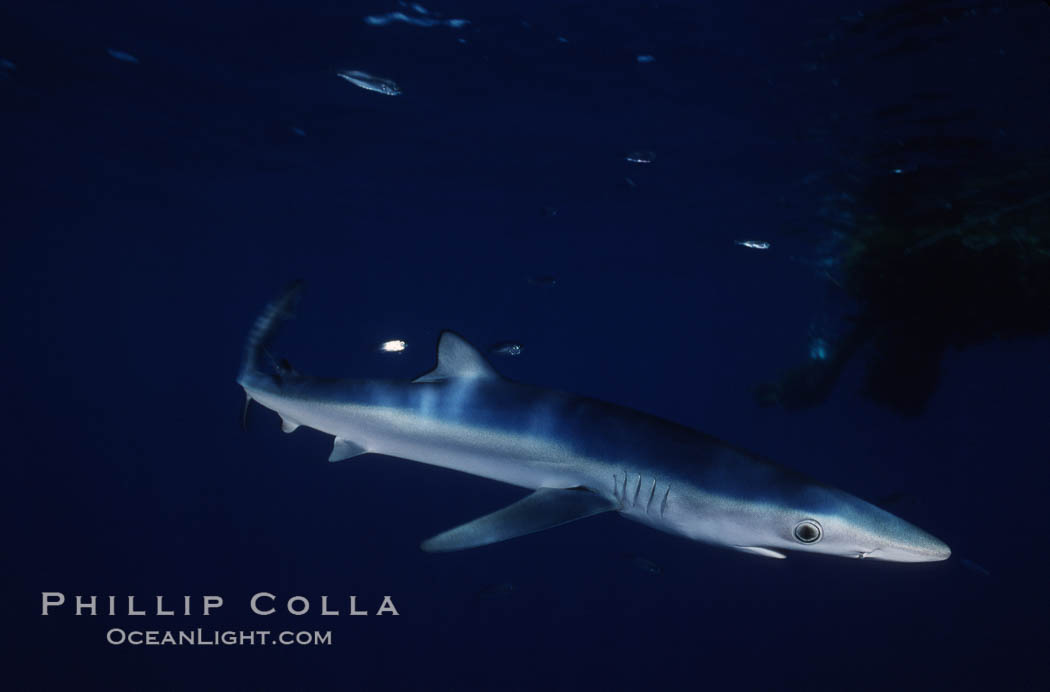 Blue shark, Baja California., Prionace glauca, natural history stock photograph, photo id 04868