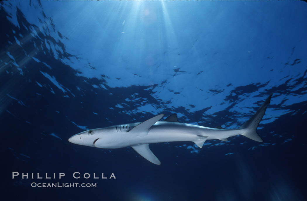 Blue shark, Baja California., Prionace glauca, natural history stock photograph, photo id 04847
