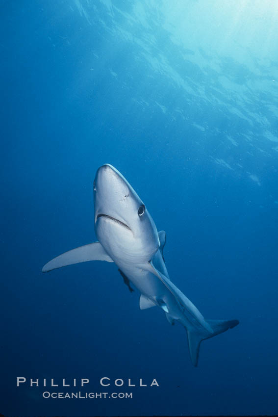 Blue shark, Baja California. Mexico, Prionace glauca, natural history stock photograph, photo id 04855