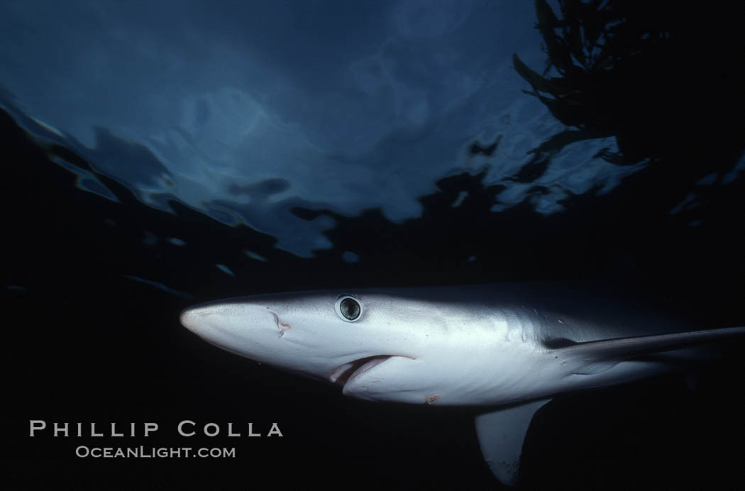 Blue shark, Baja California., Prionace glauca, natural history stock photograph, photo id 04867