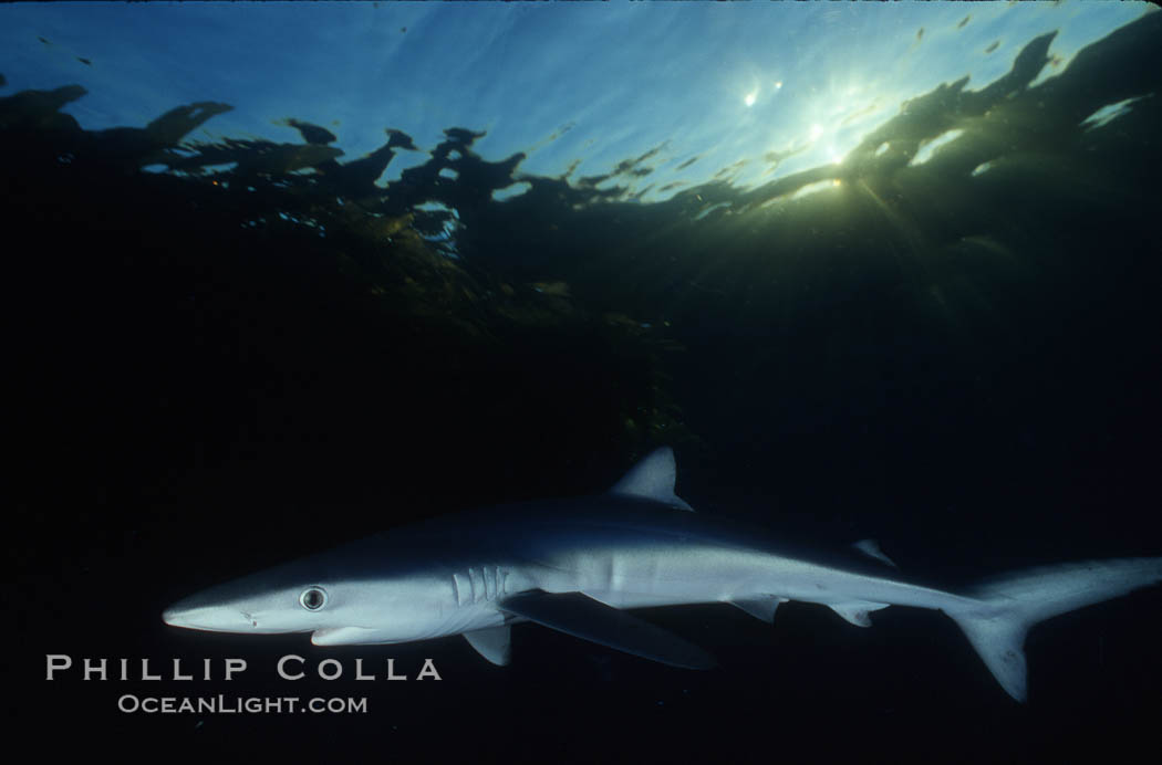 Blue shark, Baja California., Prionace glauca, natural history stock photograph, photo id 04865