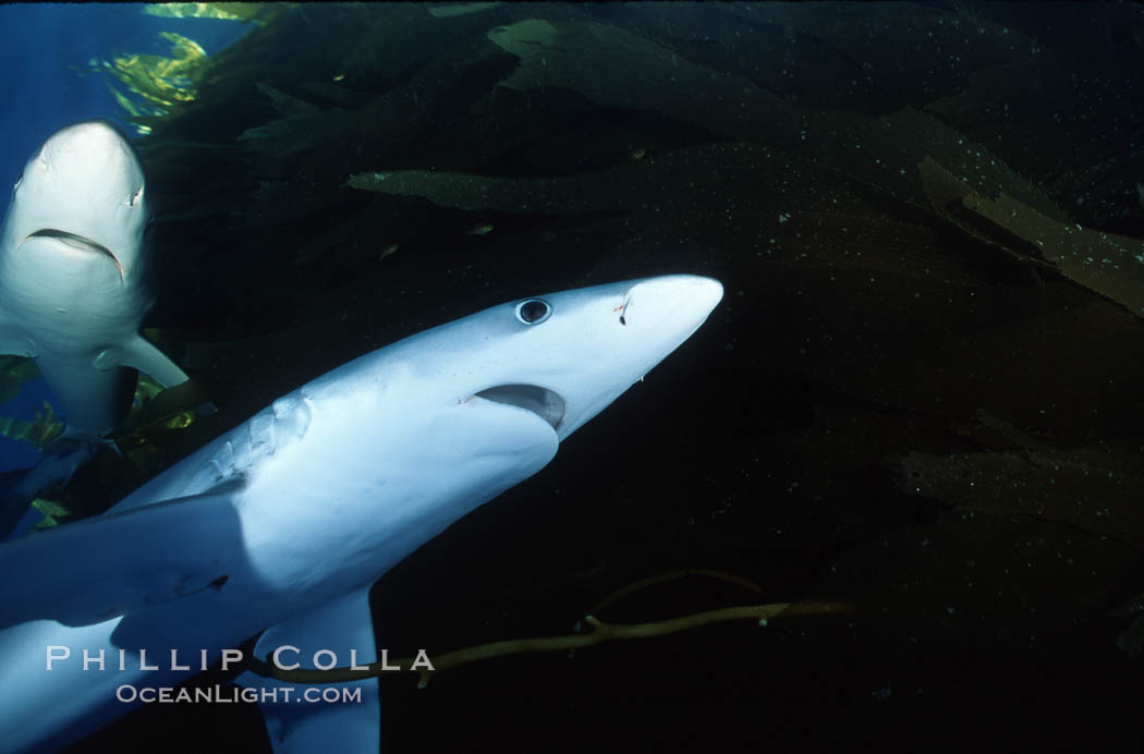 Blue shark, Baja California., Prionace glauca, natural history stock photograph, photo id 04873