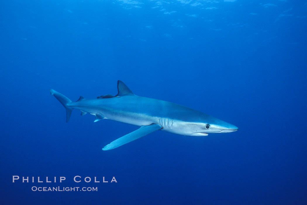 Blue shark, Baja California., Prionace glauca, natural history stock photograph, photo id 04877