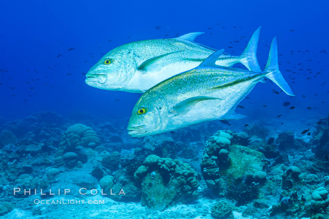 Blue-spotted jacks and coral reef, Clipperton Island