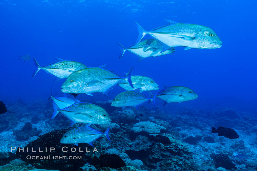 Blue-spotted jacks and coral reef, Clipperton Island. France, natural history stock photograph, photo id 32975