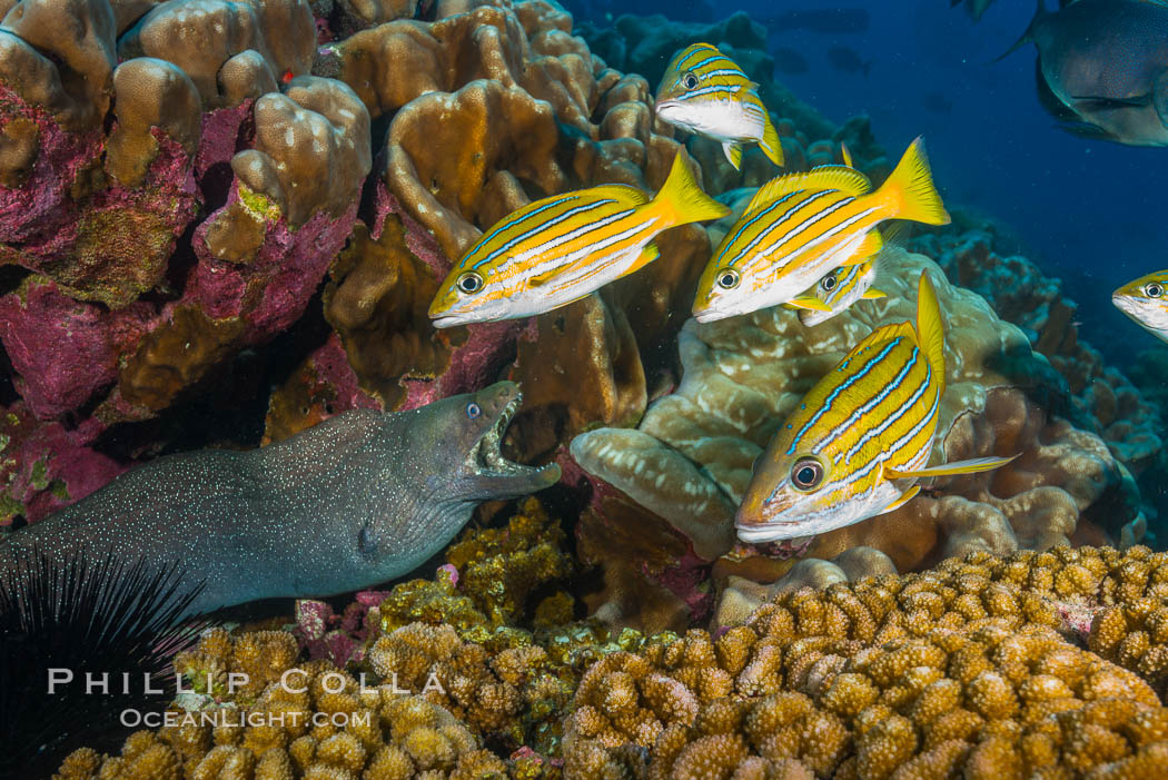 Blue-striped Snapper and Panamic Green Moray Eel on coral reef, Clipperton Island, Gymnothorax castaneus