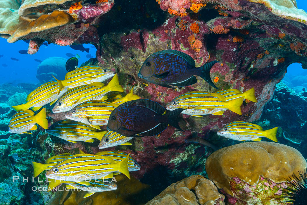 Blue-striped Snapper over coral reef, Lutjanus kasmira, Clipperton Island. France, natural history stock photograph, photo id 32970