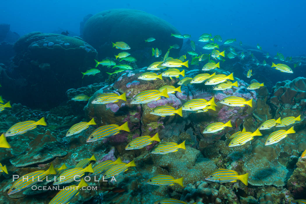Blue-striped Snapper over coral reef, Lutjanus kasmira, Clipperton Island. France, natural history stock photograph, photo id 33028