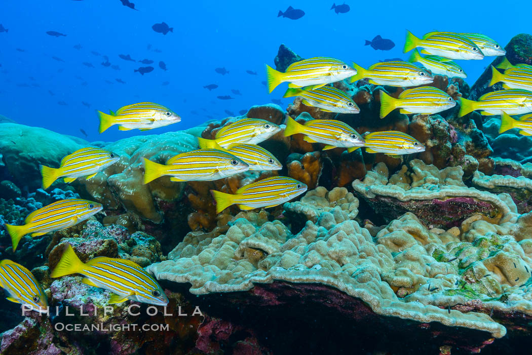 Blue-striped Snapper over coral reef, Lutjanus kasmira, Clipperton Island. France, natural history stock photograph, photo id 33005