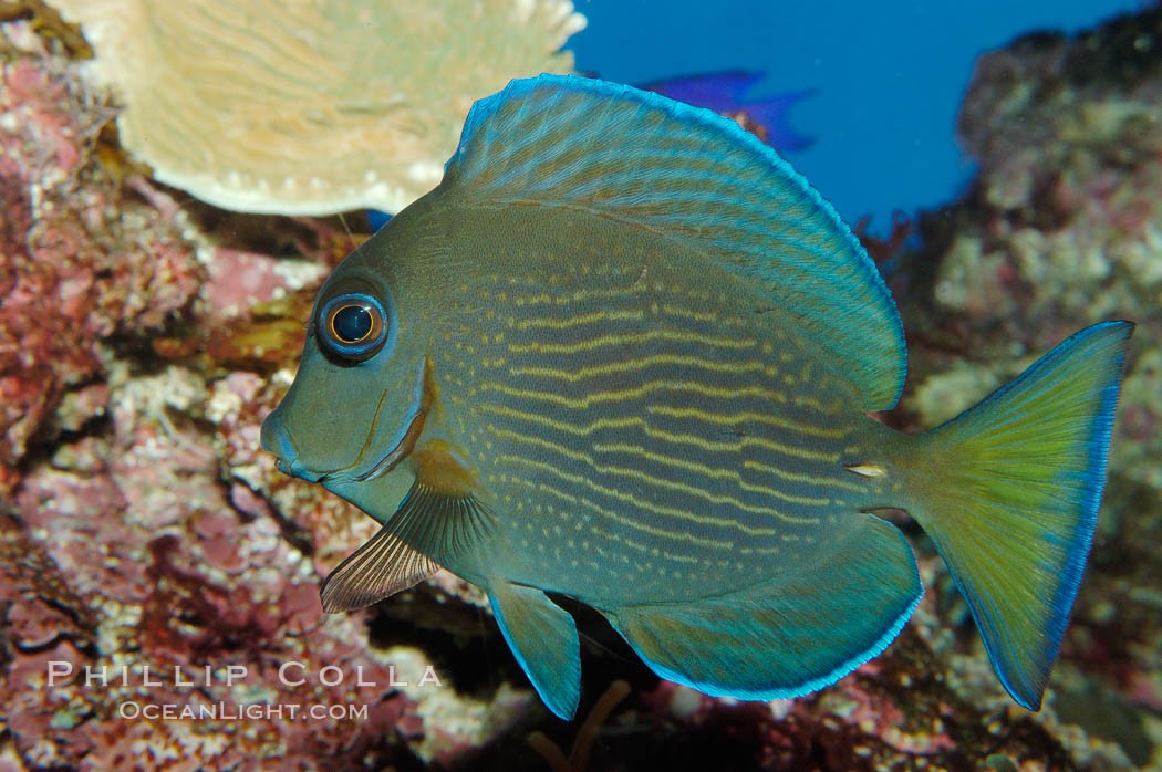 Blue tang., Acanthurus coeruleus, natural history stock photograph, photo id 08677