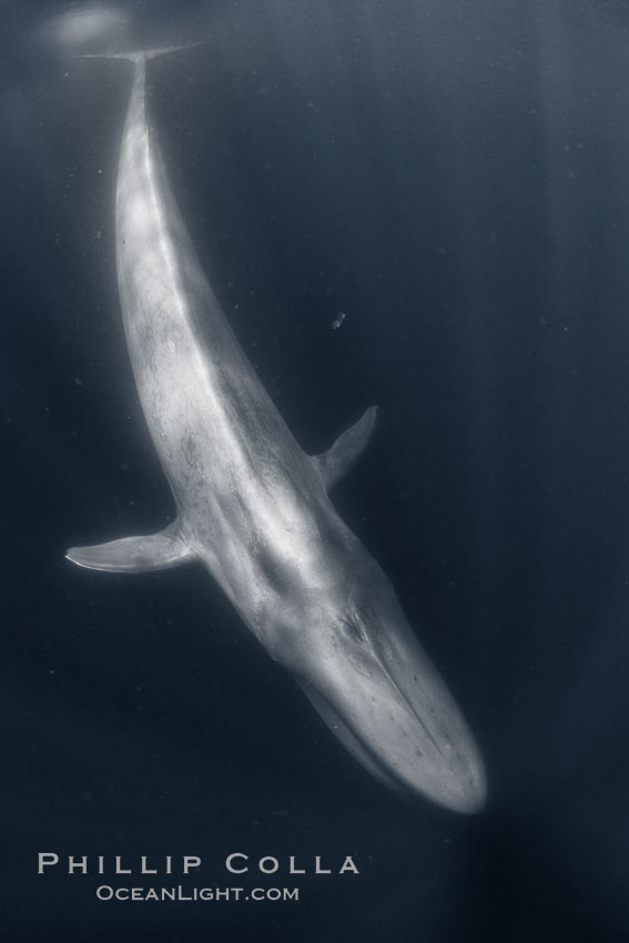 Blue whale 80-feet long, full body photograph of an enormous blue whale showing rostrom head to fluke tail, taken a close range with very wide lens, Balaenoptera musculus, San Diego, California, United Kingdom