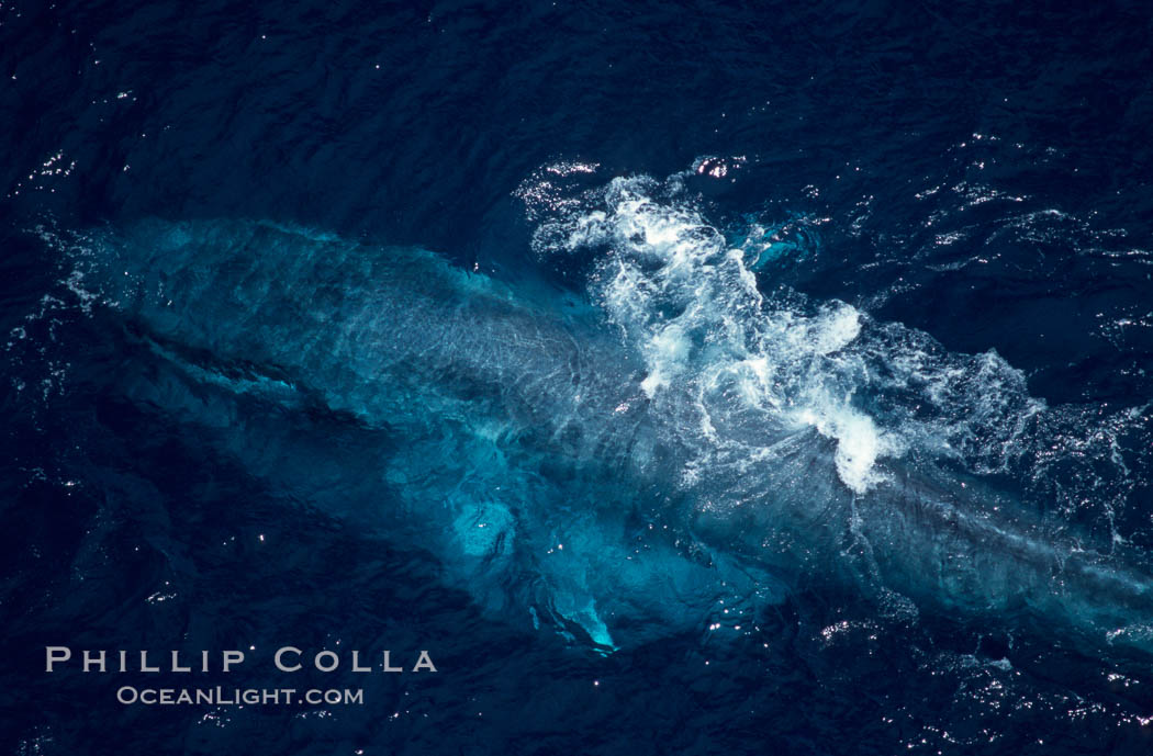 Blue whale feeding and surfacing amid krill with engorged throat, aerial photo, Baja California., Balaenoptera musculus, natural history stock photograph, photo id 06058