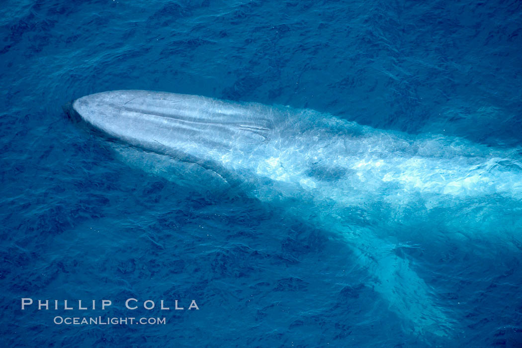 Blue whale. The sleek hydrodynamic shape of the enormous blue whale allows it to swim swiftly through the ocean, at times over one hundred miles in a single day, Balaenoptera musculus, La Jolla, California