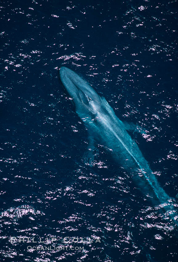 Adult blue whale surfacing,  Baja California (Mexico), Balaenoptera musculus