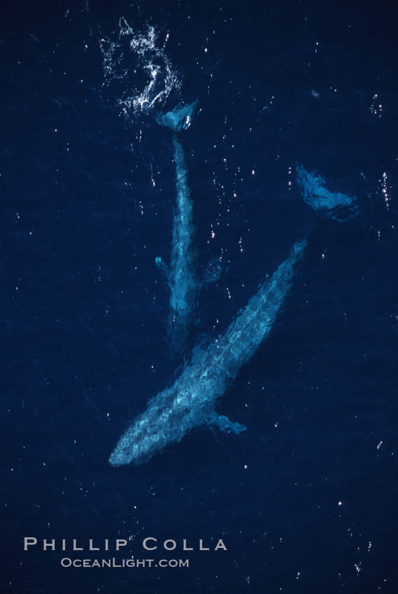 Blue whale, mother and calf, aerial photo, Baja California., Balaenoptera musculus, natural history stock photograph, photo id 05836