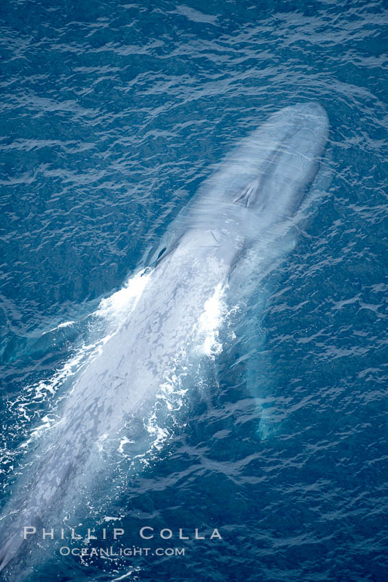 Blue whale, swimming through the open ocean, Balaenoptera musculus, La Jolla, California