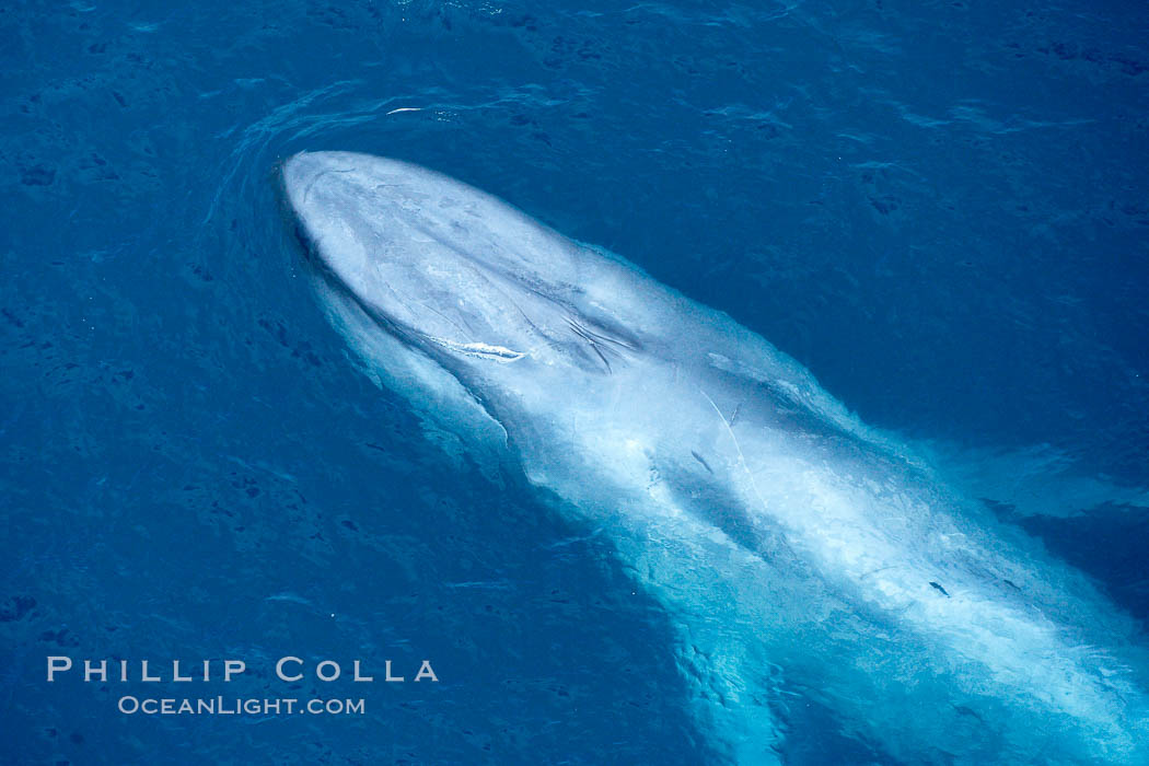 Blue whale. The sleek hydrodynamic shape of the enormous blue whale allows it to swim swiftly through the ocean, at times over one hundred miles in a single day. La Jolla, California, USA, Balaenoptera musculus, natural history stock photograph, photo id 21268