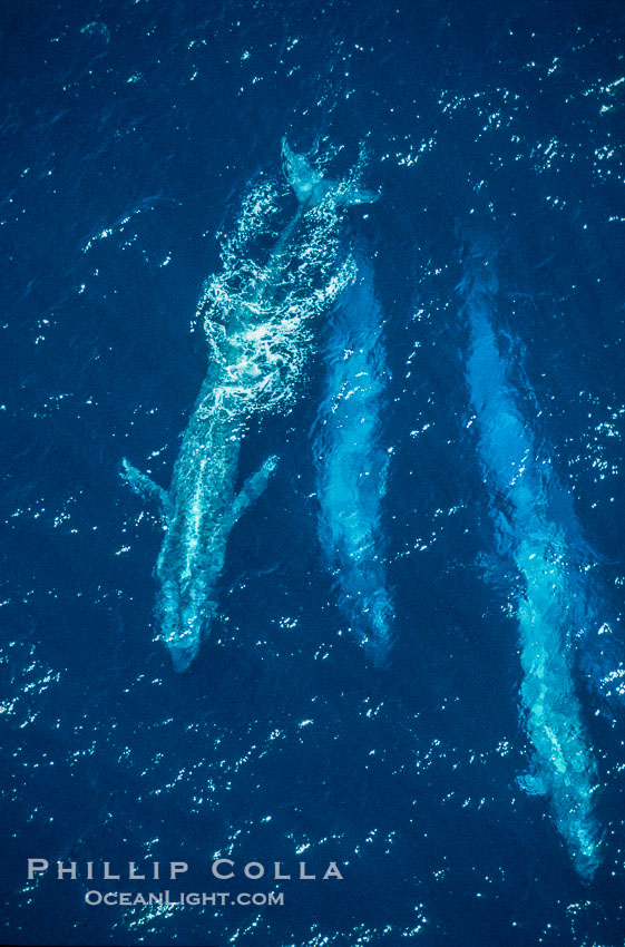 Four blue whales (including calf) socializing,  Baja California (Mexico)., Balaenoptera musculus, natural history stock photograph, photo id 03375