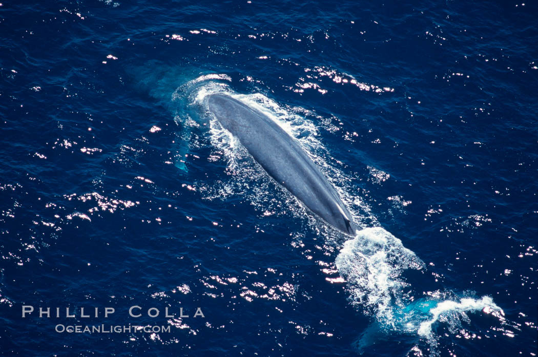 Adult blue whale surfacing, rounding out prior to dive,  Baja California (Mexico)., Balaenoptera musculus, natural history stock photograph, photo id 03379