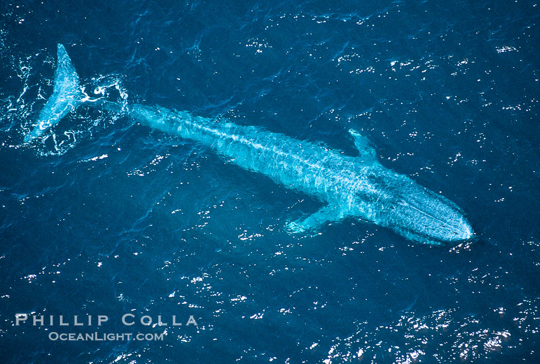 Blue whale swims at the ocean surface in the open ocean, aerial view., Balaenoptera musculus, natural history stock photograph, photo id 05823
