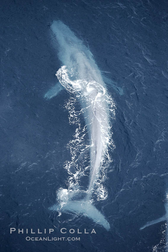Blue whale.  The entire body of a huge blue whale is seen in this image, illustrating its hydronamic and efficient shape. La Jolla, California, USA, Balaenoptera musculus, natural history stock photograph, photo id 21251