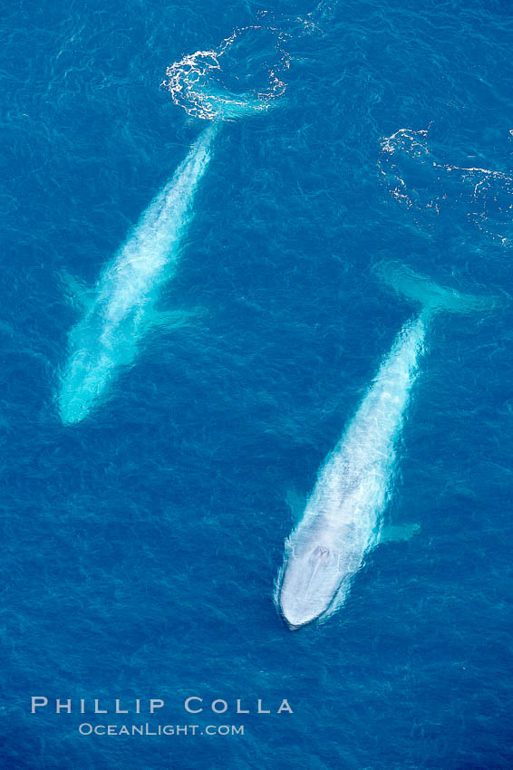 Blue whales, two blue whales swimming alongside one another. La Jolla, California, USA, Balaenoptera musculus, natural history stock photograph, photo id 21259