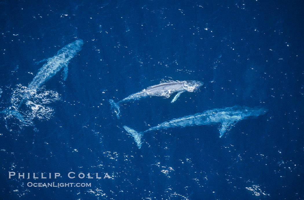 Blue whales: mother/calf pair w/ adult,  Baja California (Mexico)., Balaenoptera musculus, natural history stock photograph, photo id 03369