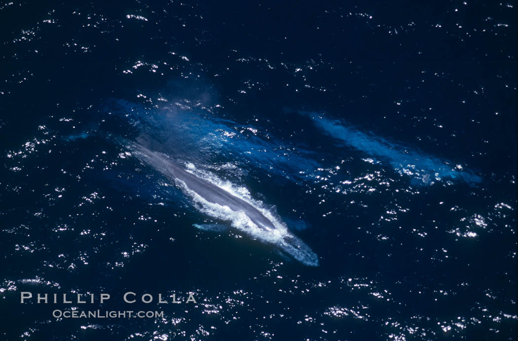 Three blue whales (including calf) socializing,  Baja California (Mexico)., Balaenoptera musculus, natural history stock photograph, photo id 03377