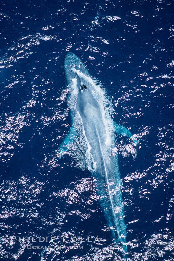 Adult blue whale surfacing,  Baja California (Mexico), Balaenoptera musculus