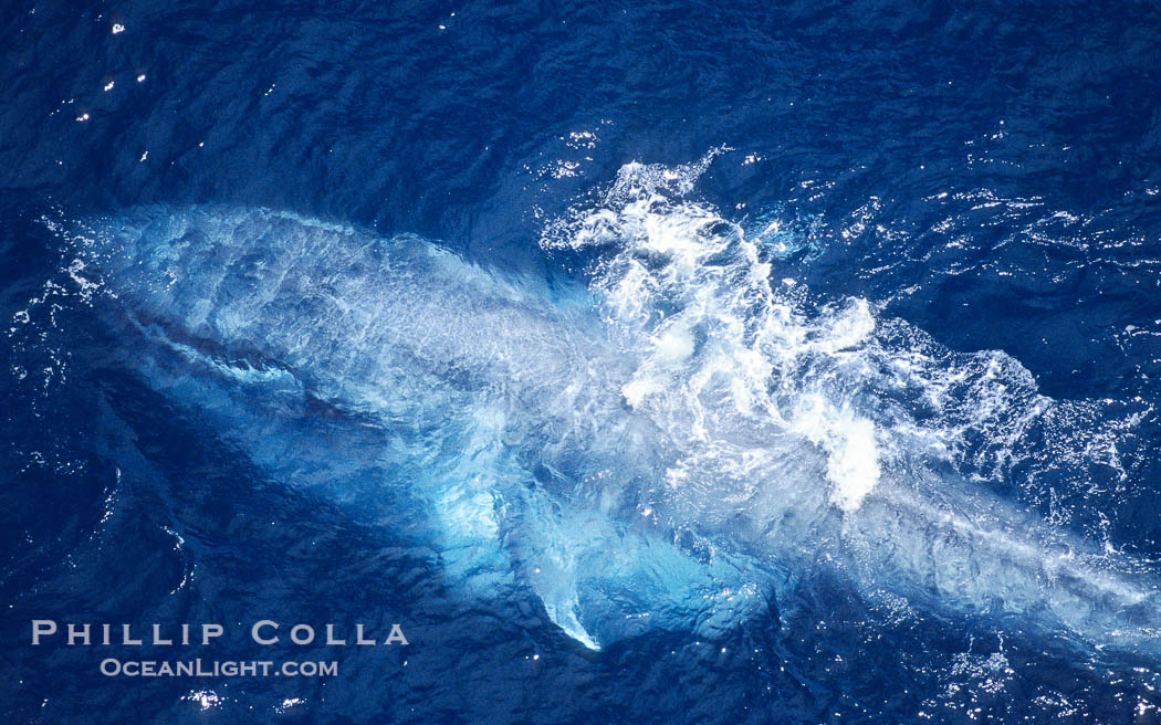 A blue whale eating krill.  This blue whale is seen feeding and surfacing amid krill with its throat fully engorged with krill and water.  It will push the water back out with its tongue, trapping the krill in its baleen which acts like a filter. Aerial photo, Baja California., Balaenoptera musculus, natural history stock photograph, photo id 05837