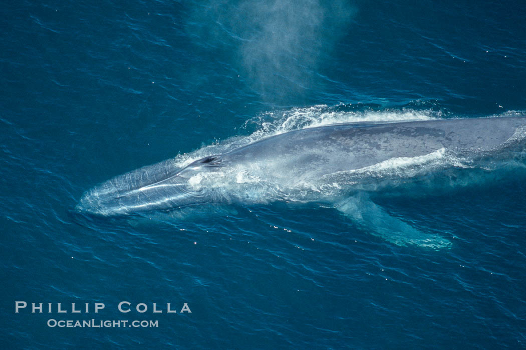 Blue whale, blowhole open., Balaenoptera musculus, natural history stock photograph, photo id 02178