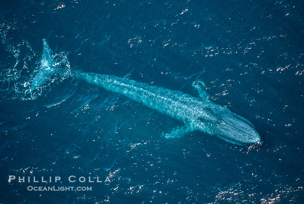 Blue whale., Balaenoptera musculus, natural history stock photograph, photo id 02190