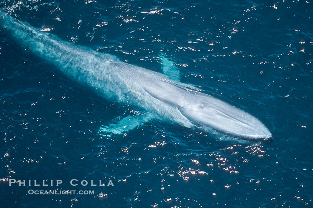 Blue whale., Balaenoptera musculus, natural history stock photograph, photo id 02206