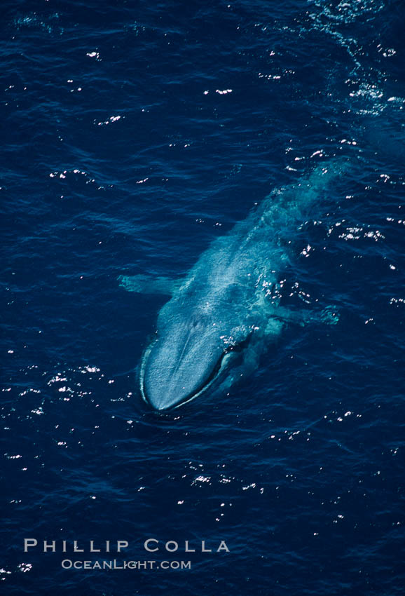 Blue whale, throat pleats distended during feeding., Balaenoptera musculus, natural history stock photograph, photo id 02306