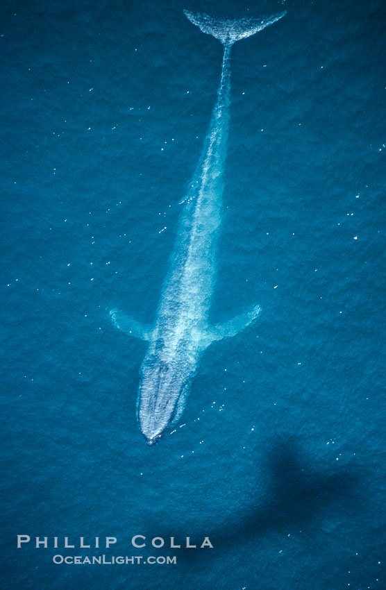 Blue whale aerial photo, with the shadow of the survey plane providing scale as to how huge the whale really is., Balaenoptera musculus, natural history stock photograph, photo id 02168