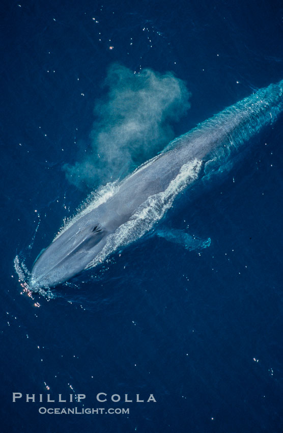 Blue whale., Balaenoptera musculus, natural history stock photograph, photo id 02172