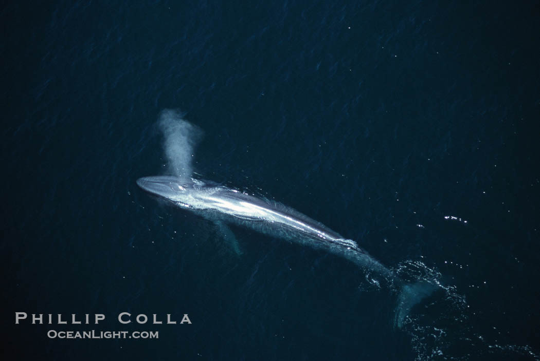 Blue whale., Balaenoptera musculus, natural history stock photograph, photo id 02188