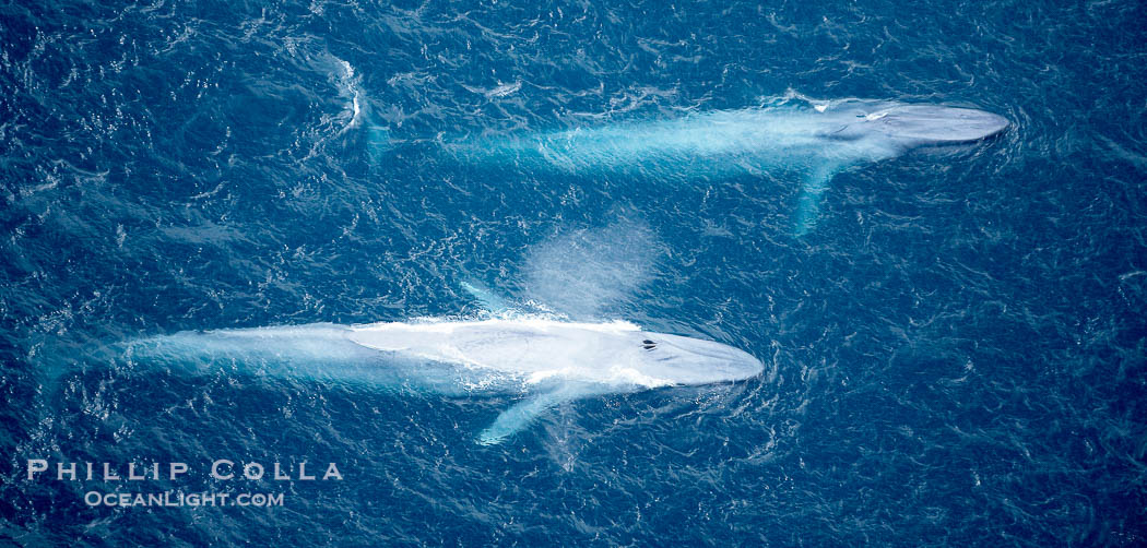 Blue whales, two blue whales swimming alongside one another., Balaenoptera musculus, natural history stock photograph, photo id 21294